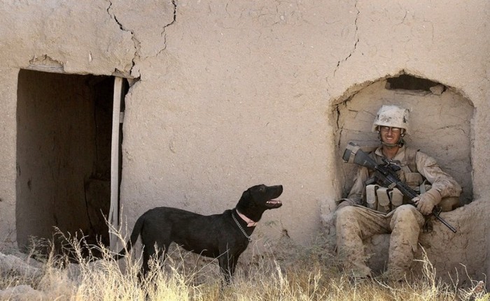 Chó nghiệp vụ - "vũ khí sống" của lính Mỹ